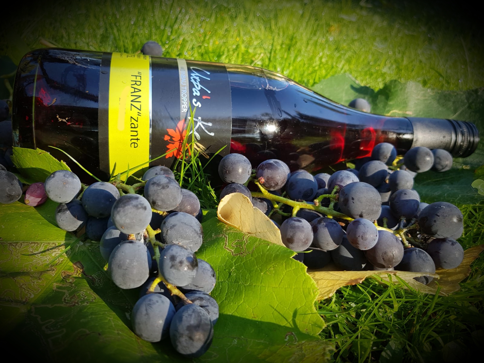 Wein_Trauben