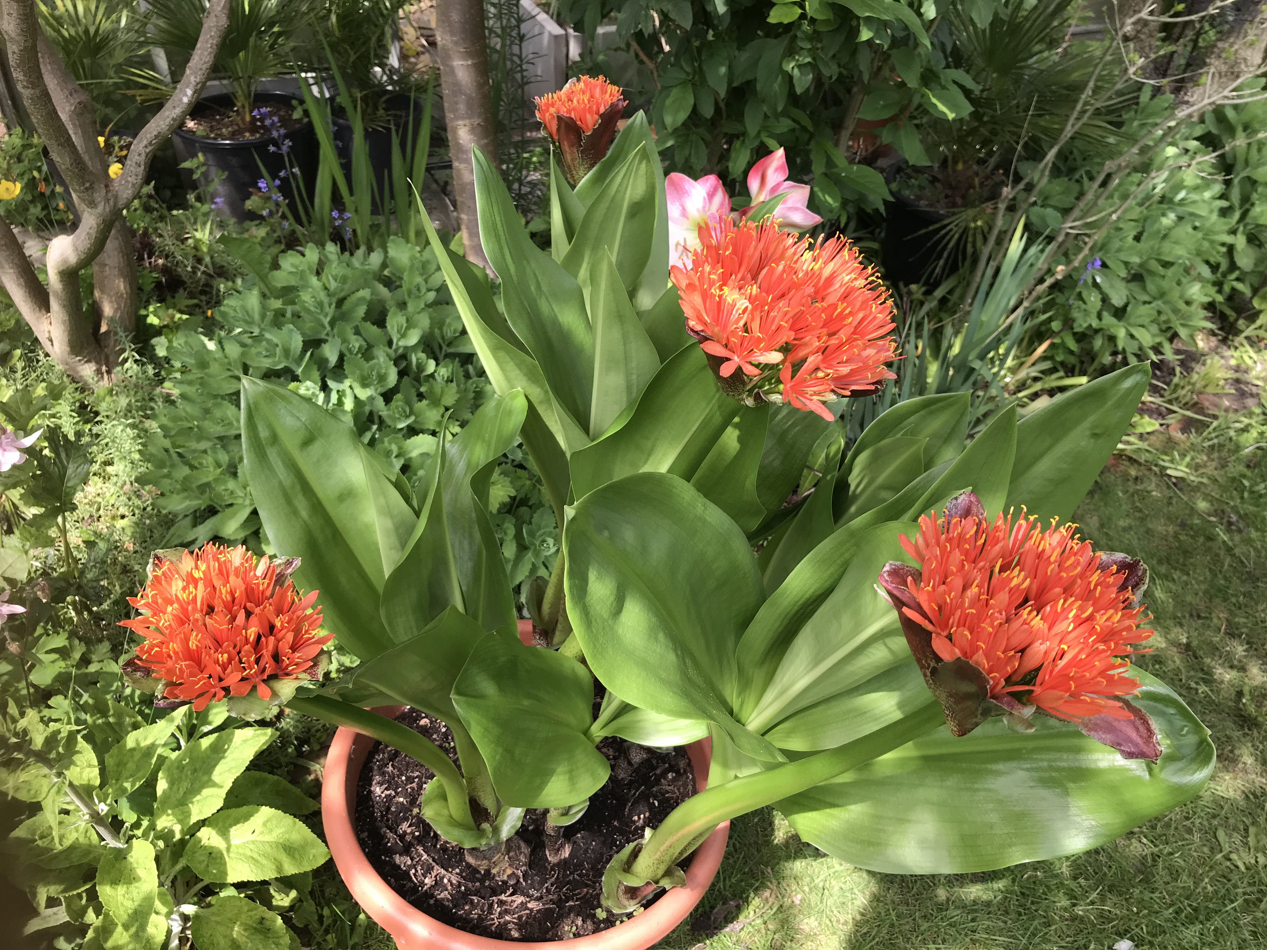12. Scadoxus Puniceus x Scadoxus Pole-Evansii.