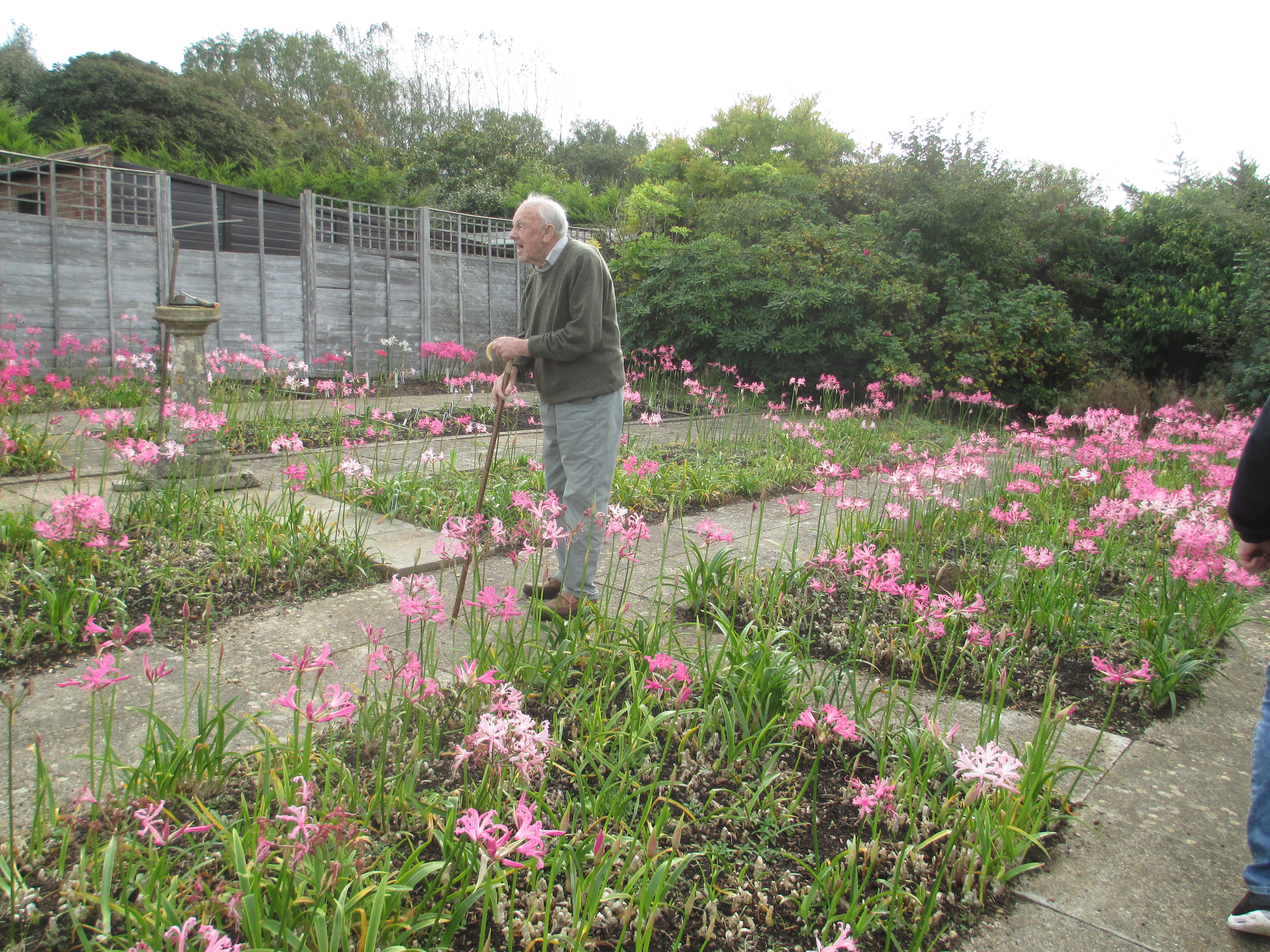 Ken, surrounded by his Nerine Bowdenii.