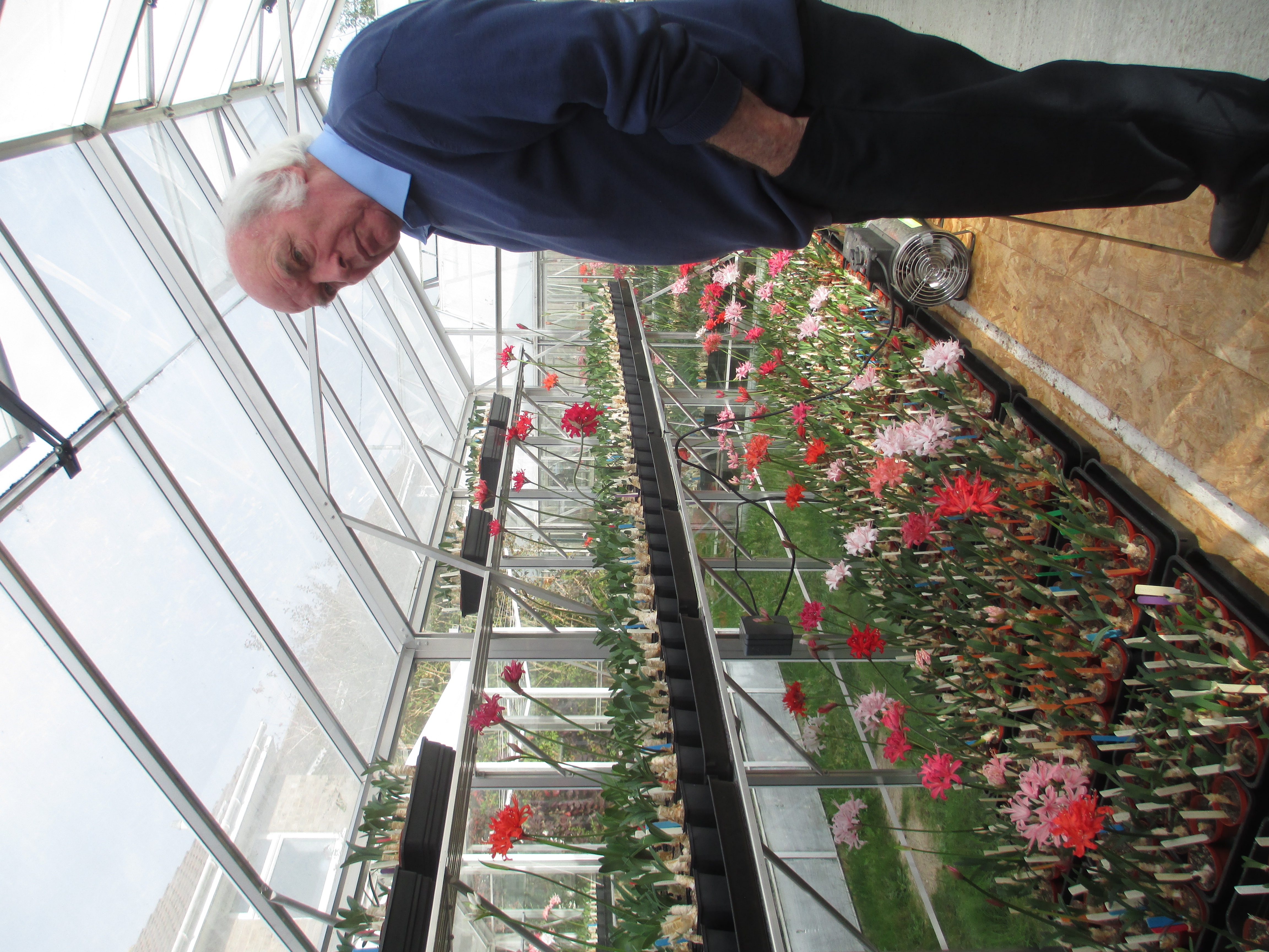 Chris Edwards with some of his Nerine Sarniensis.