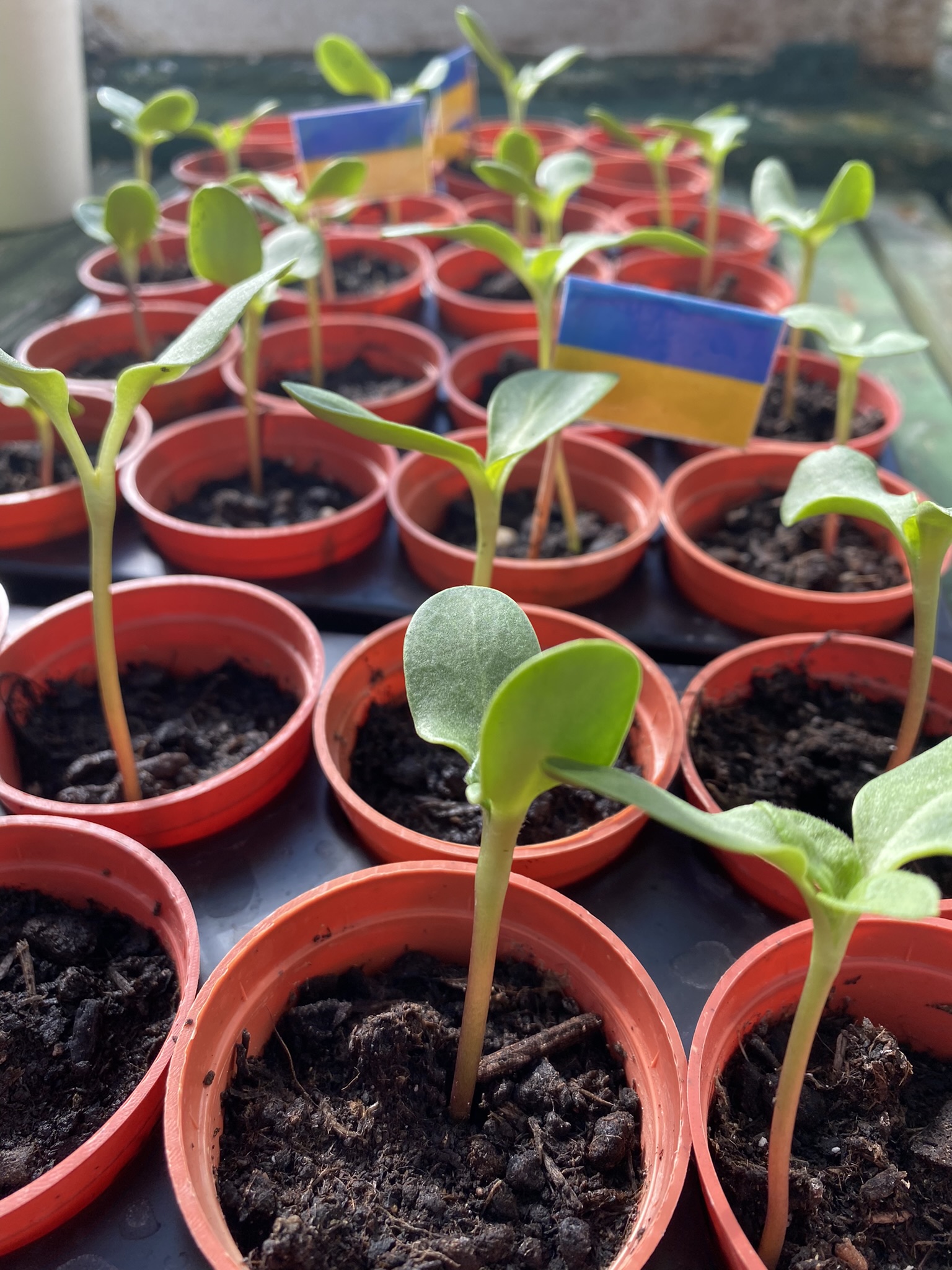 Growing Nicely - April 2022