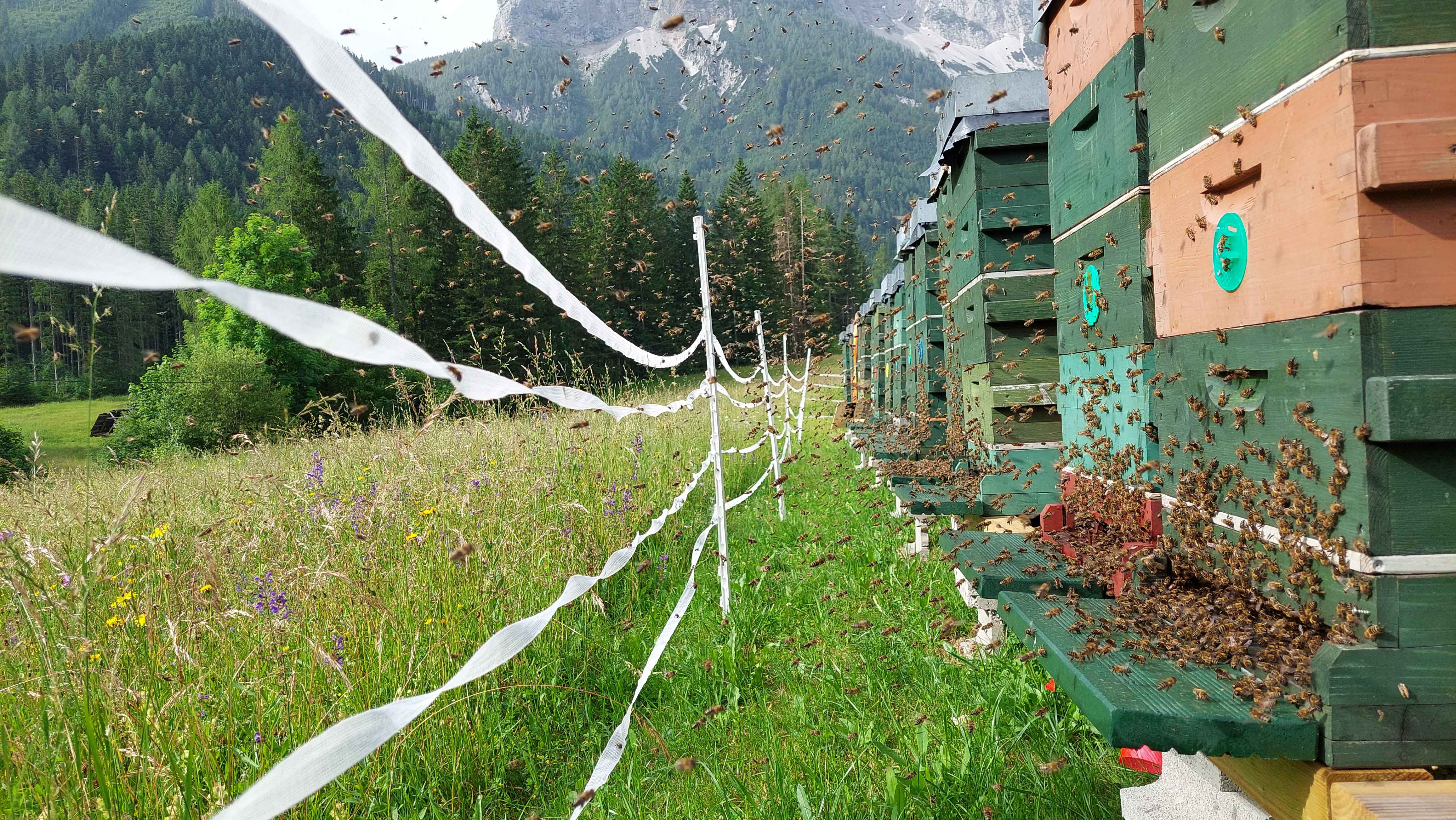 Bienenstand in den Karawanken