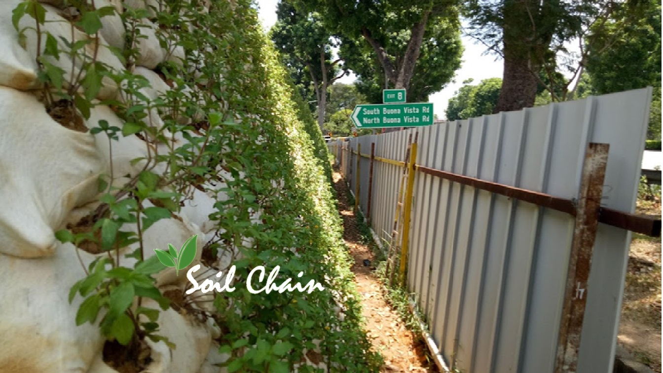 Vertical green wall with climbing plants beside construction fence on North Buona Vista Road, Soil Chain urban landscaping project Vertical green wall with climbing plants beside construction fence on North Buona Vista Road, Soil Chain urban landscaping project