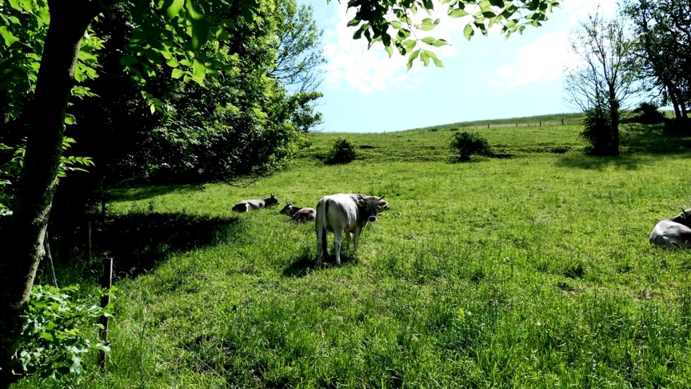 1. Juni 2020 - Oberhofen - Mühlbachgraben wand