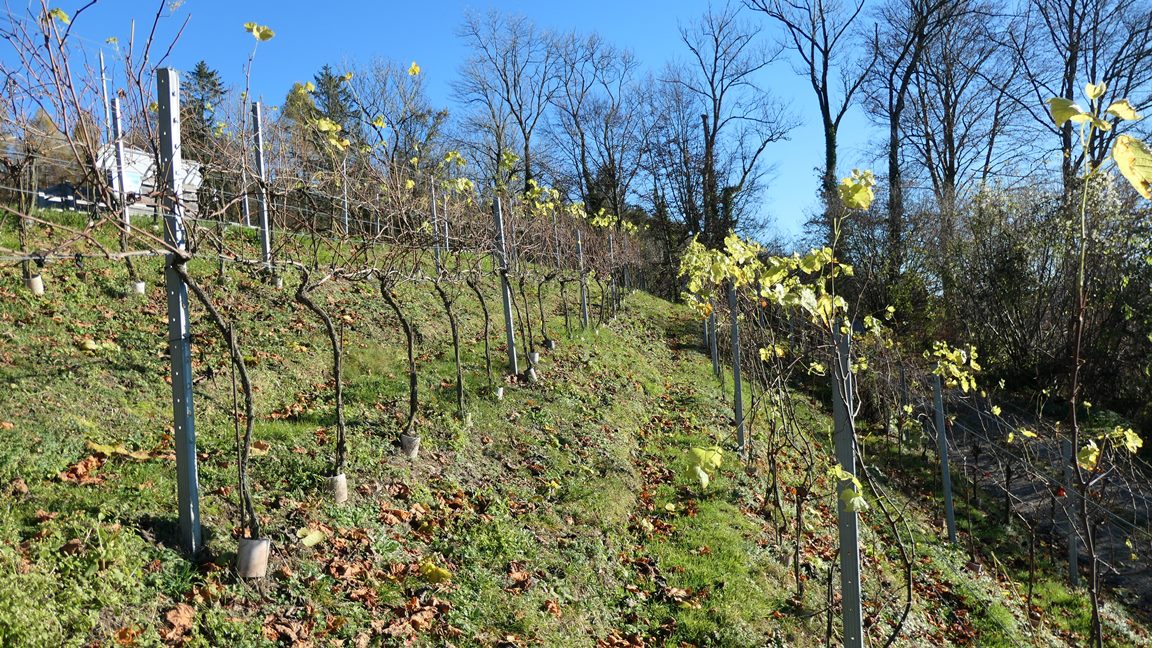 Weingarten im November