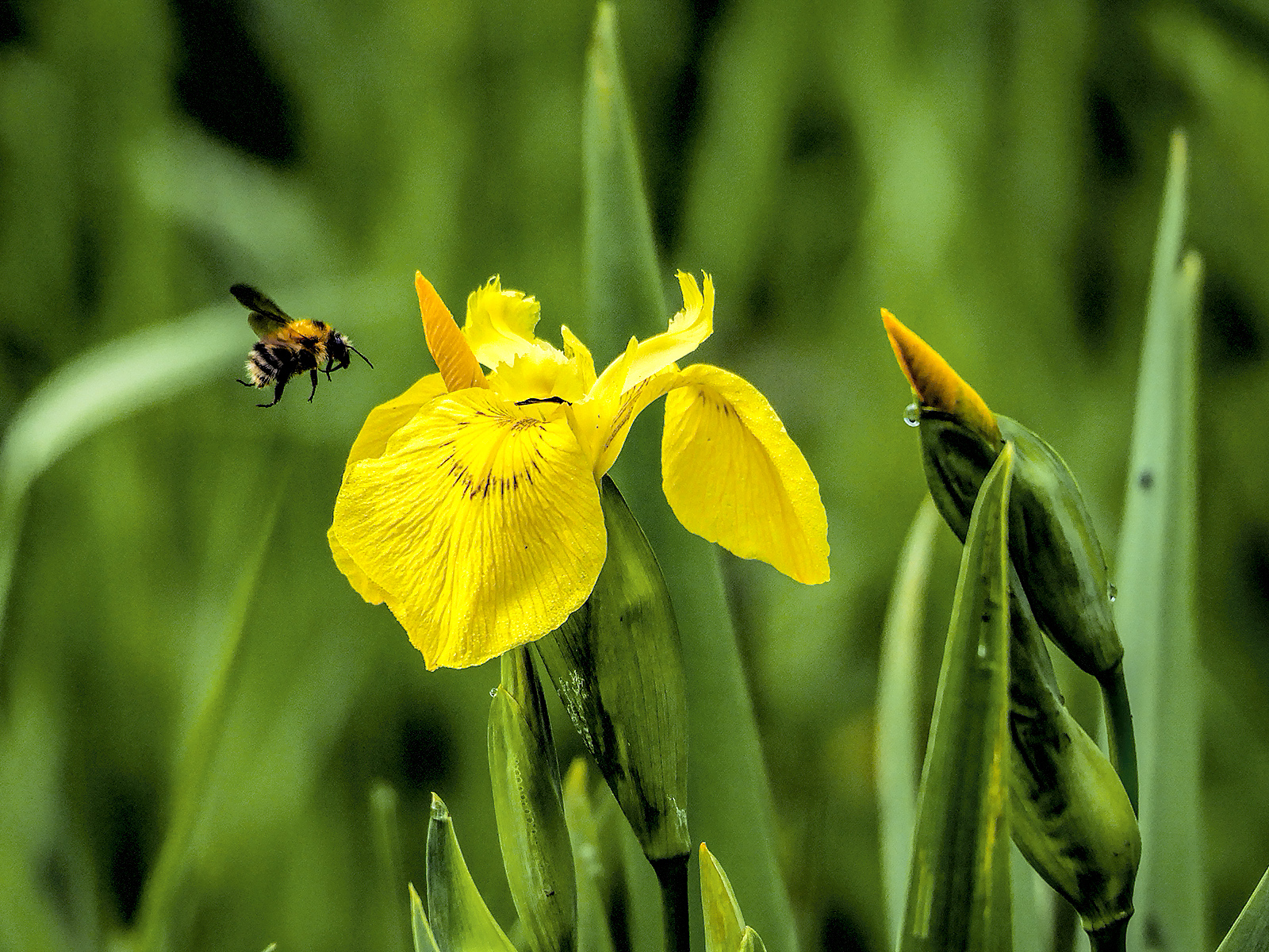 Iris and bumble bee