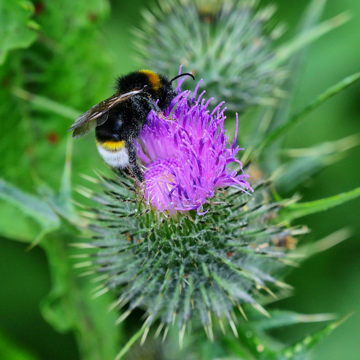 White tailed bumble bee and thistle