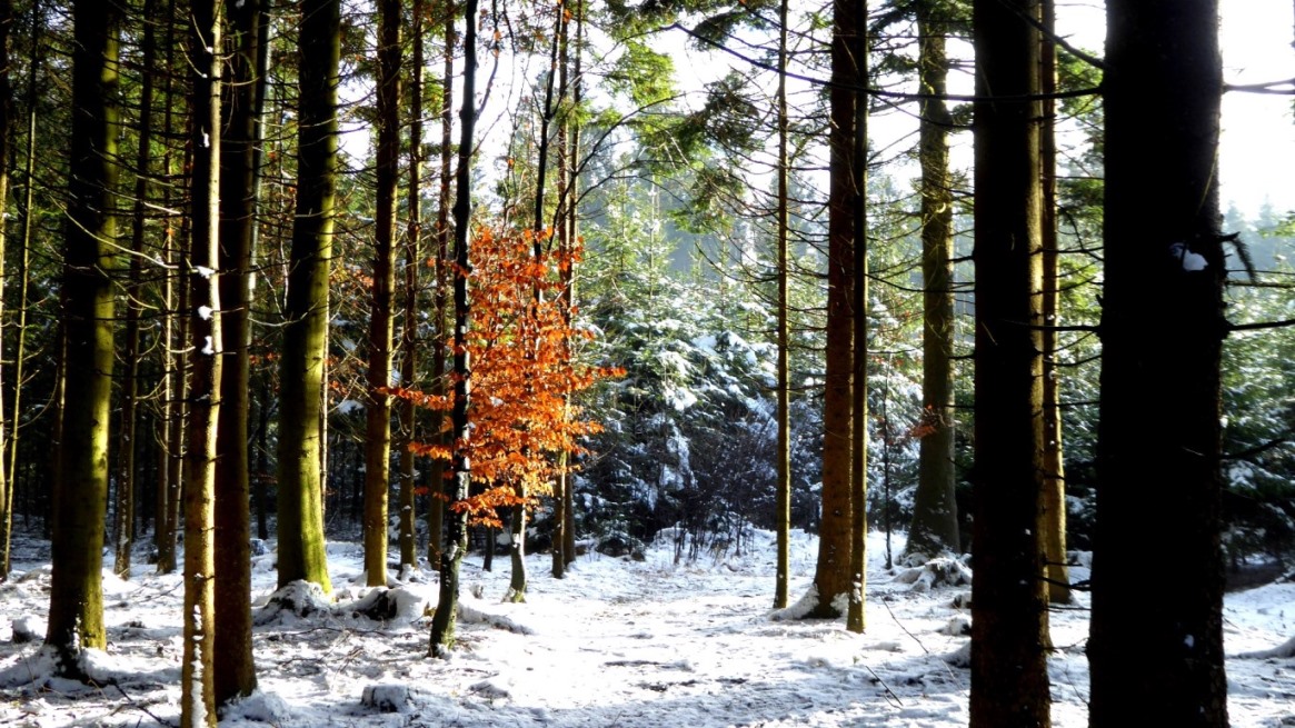 Hinauf durch den Krenwald