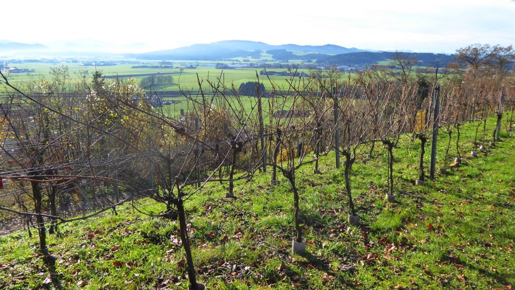 Abgeerntete Weinreben