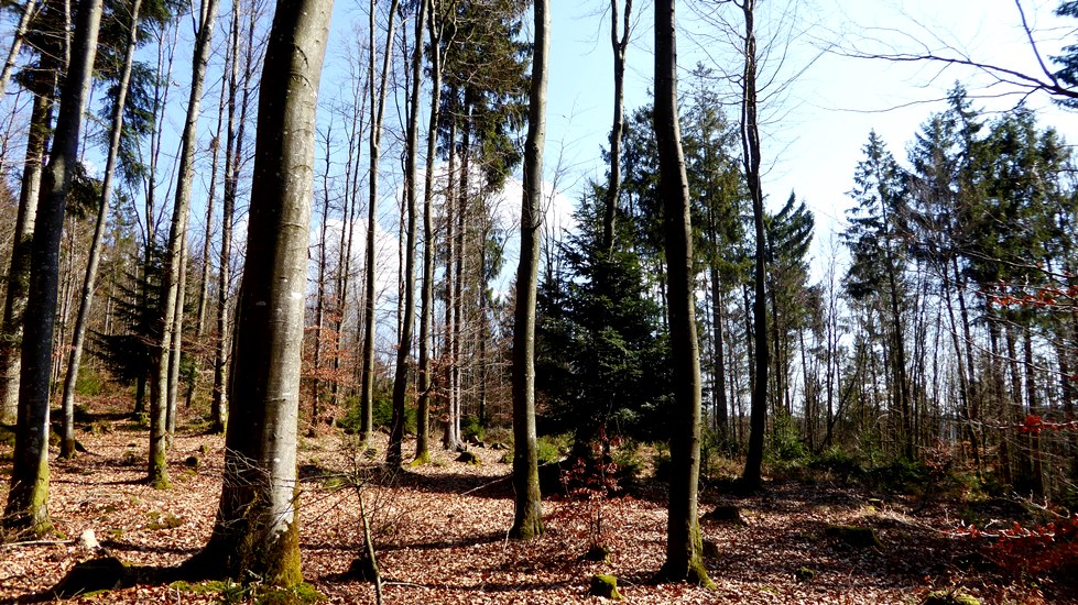 18. März 2020   Schneegattern-K-Streifen