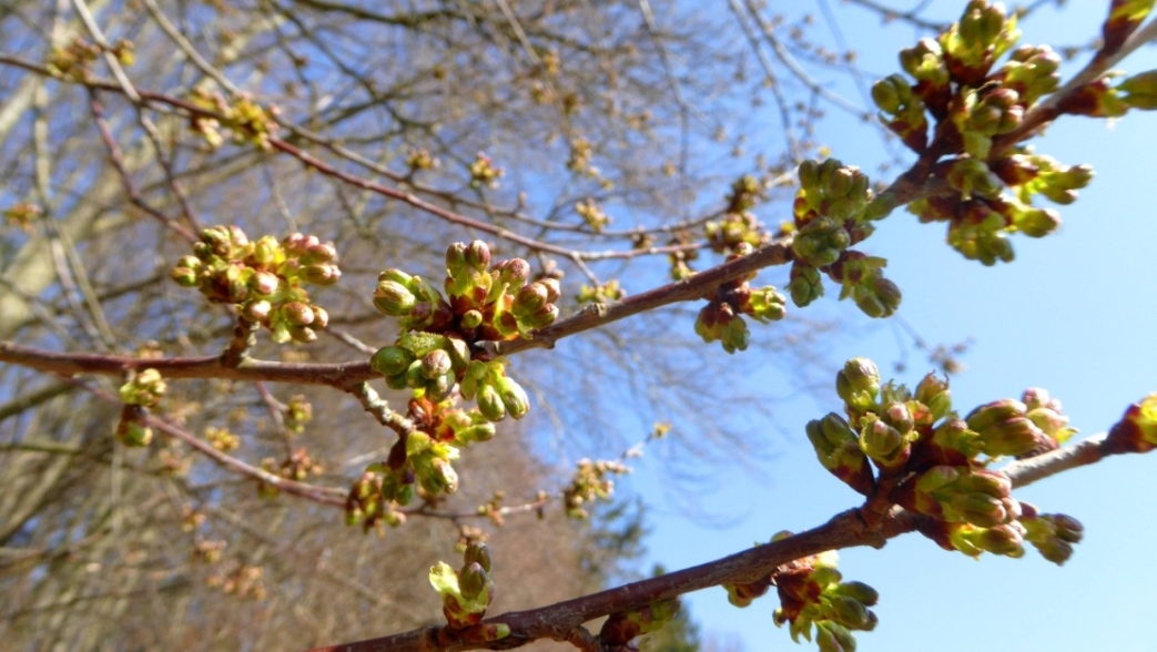 "Platzende" Blattknospen