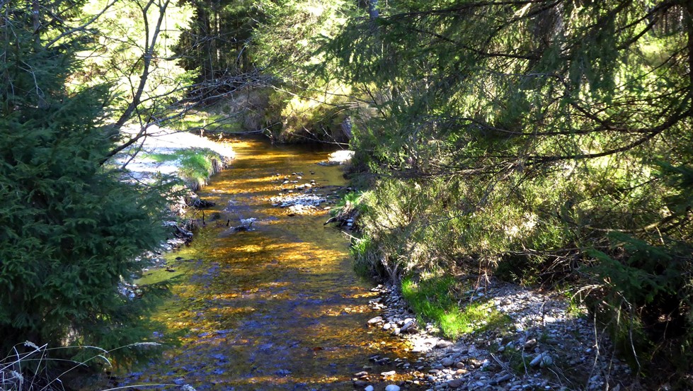 Hocheck, Gemeinde Pöndorf - der Riedlbach