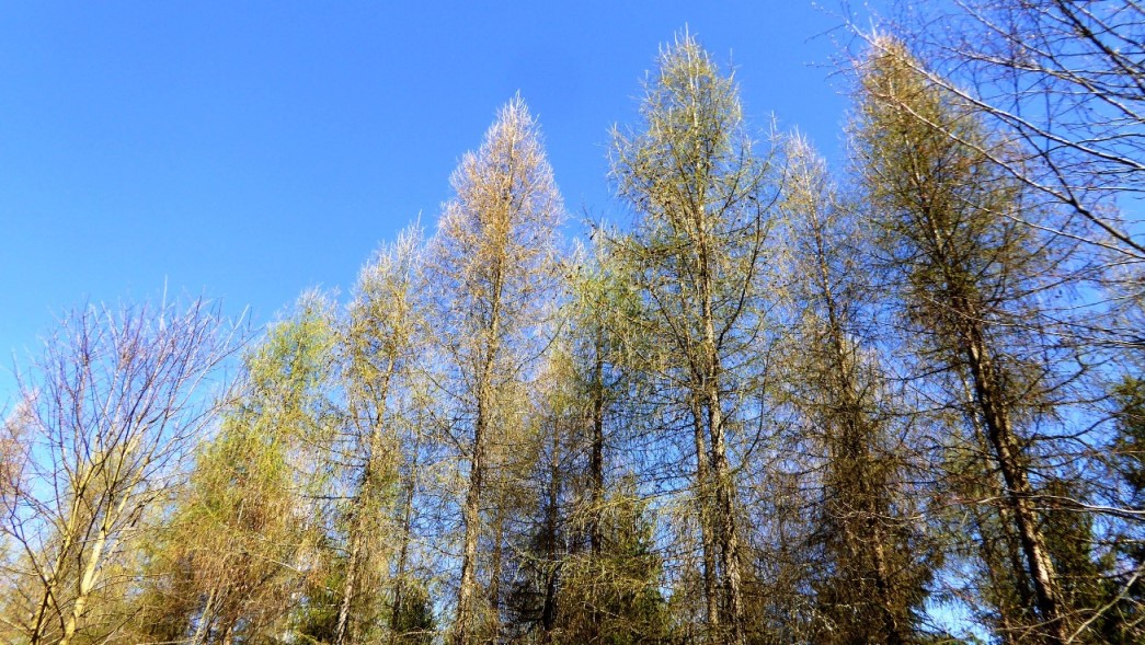 Junges Grün der Lärchen