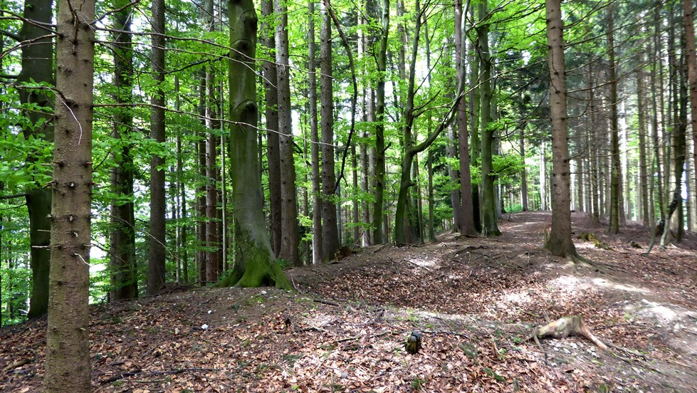 Geöffneter Tumulusl i