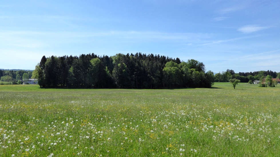 Der Ort der Objektsuche liegt in einem kleinen Wäldchen