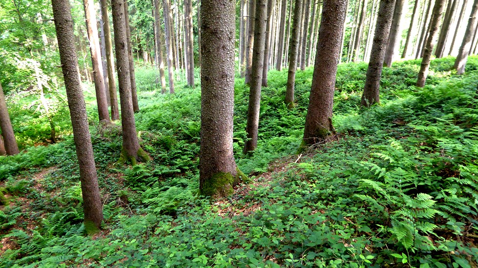 Doppelwall-Detail im Norden
