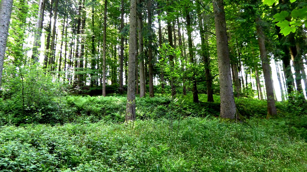 Doppelwall - Ansicht von Norden