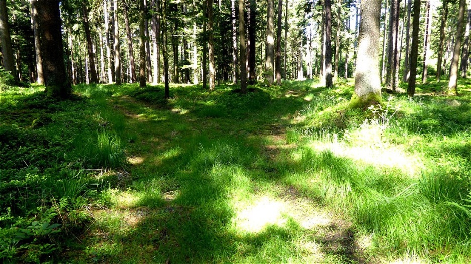 Geradeaus an der Weggabelung
