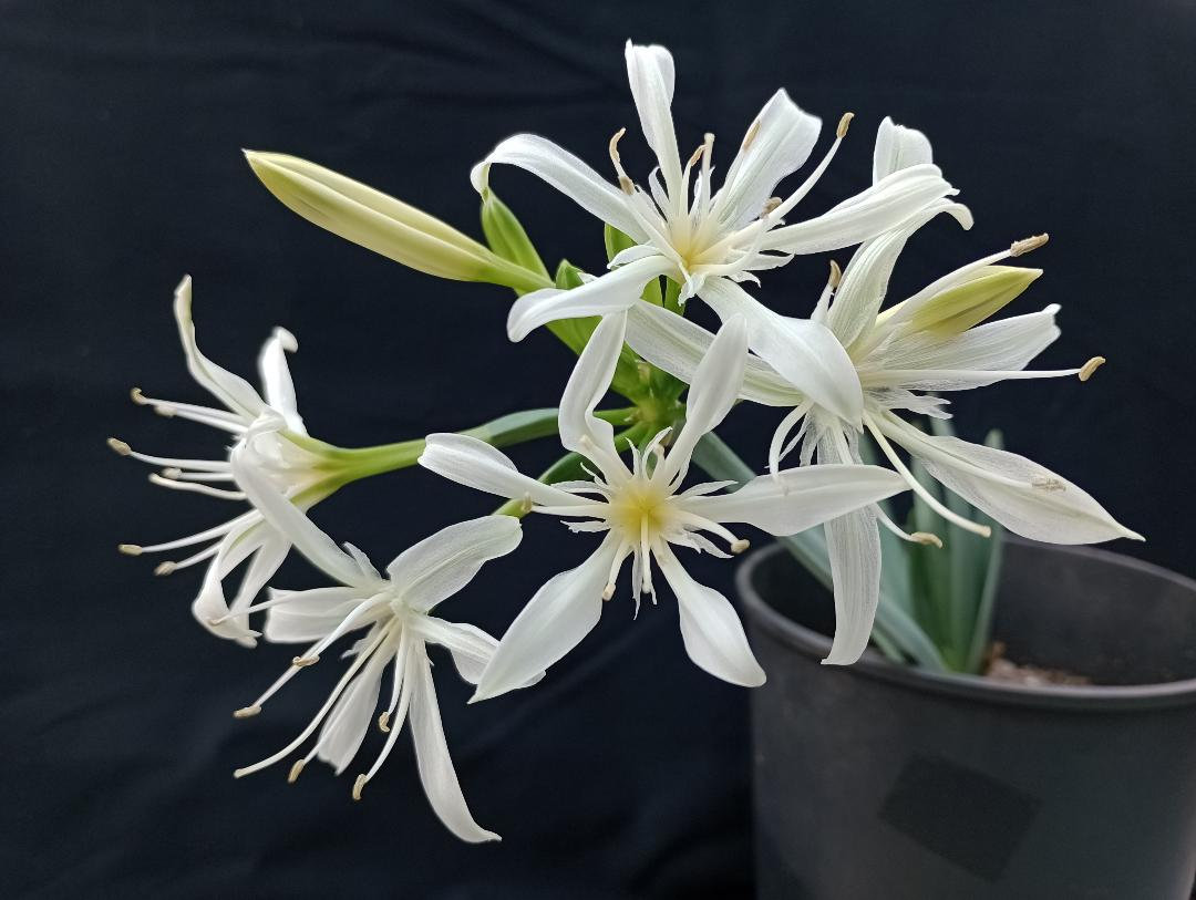 11. Pancratium
