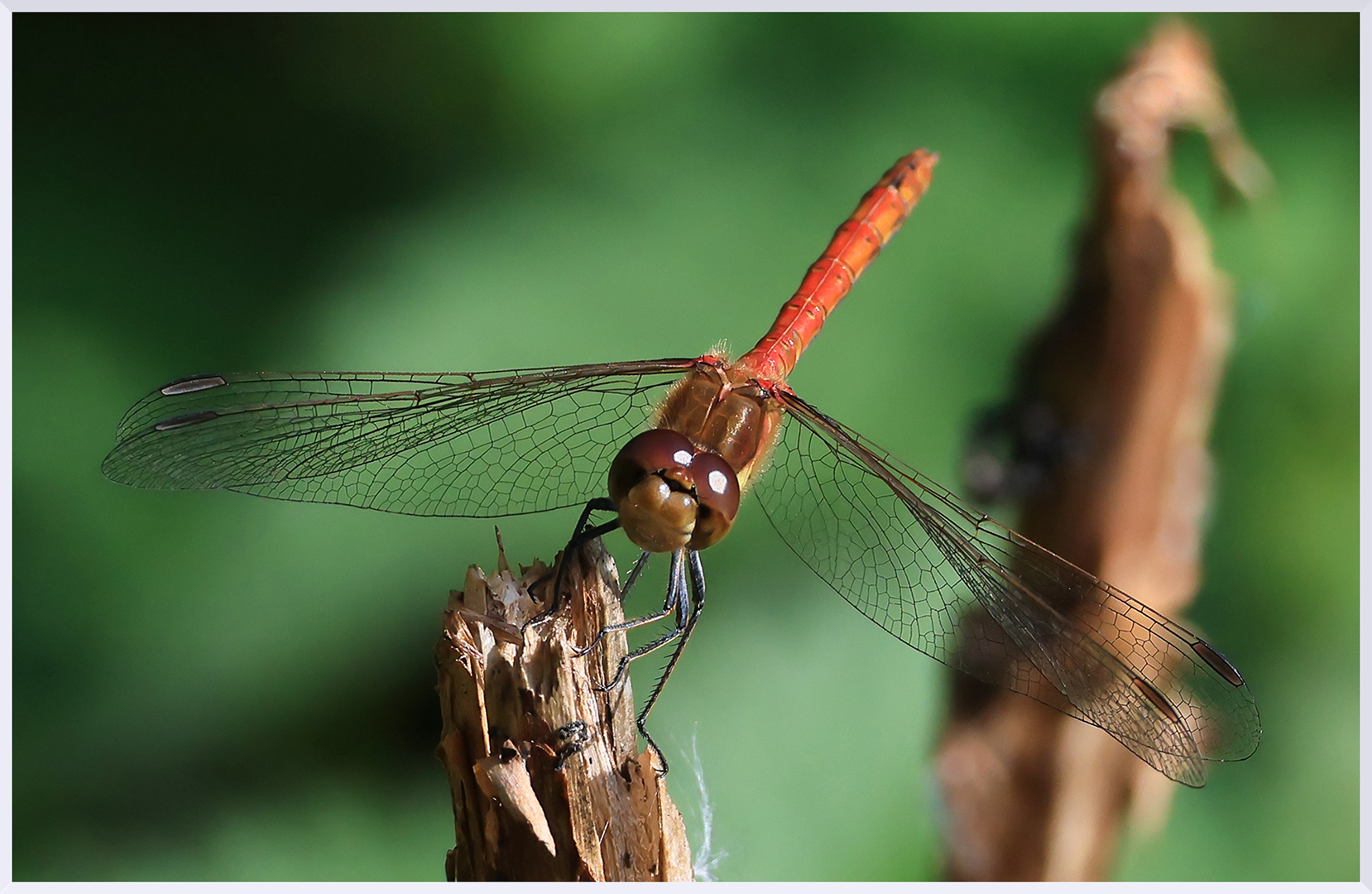 2nd Place: Red Darter Dragonfly (Ray Dulai)