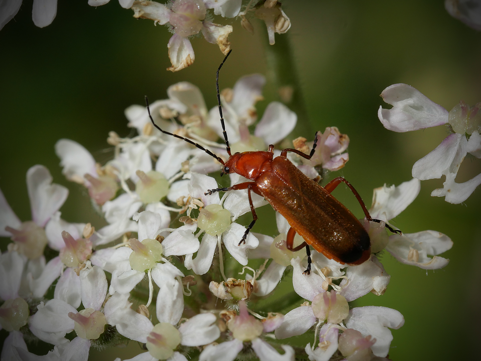 Red soldier beetle on cow parsley