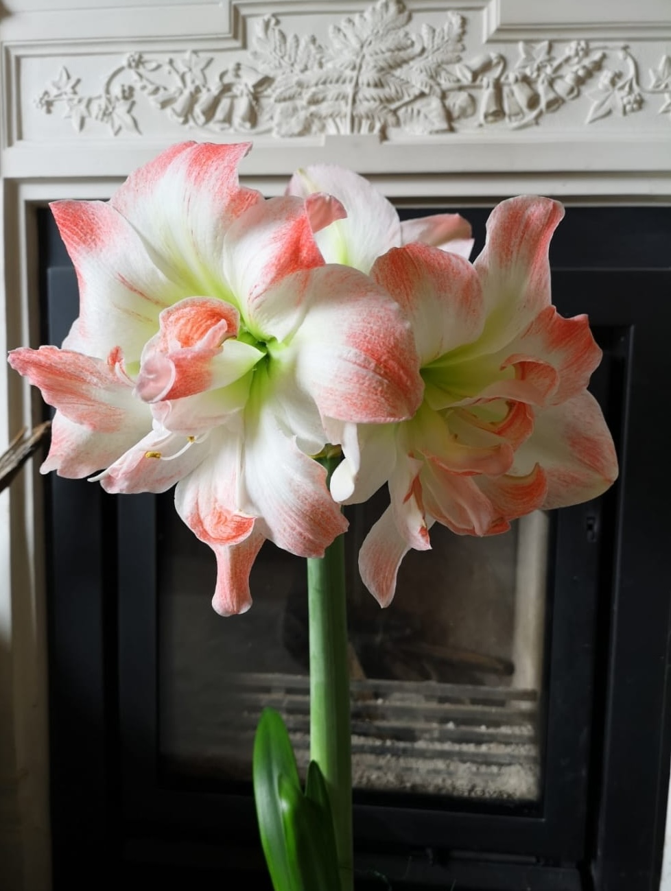 7. Hippeastrum un-named	