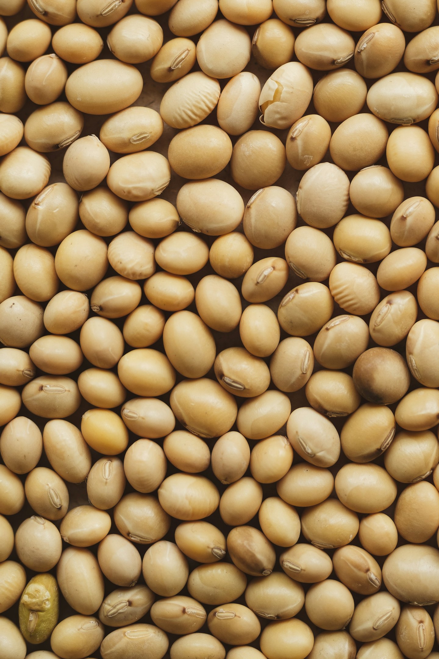 Soya beans