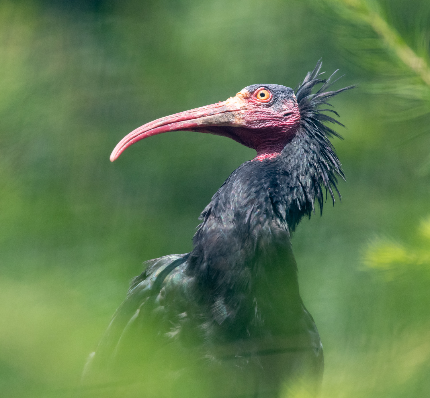 Bald Ibis / Waldrapp