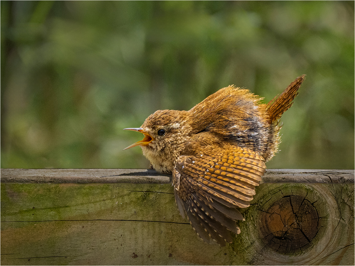 Highly Commended: Wren Sun Bathing (Michael Bull)