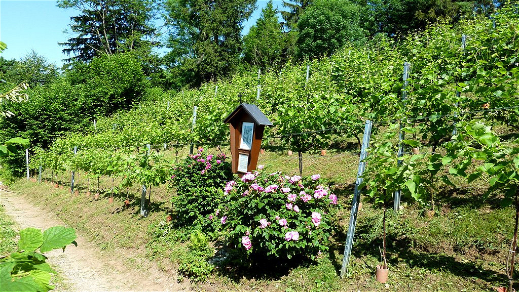 
Die untere Hälfte des Weingartens mit Kreuzwegstation
