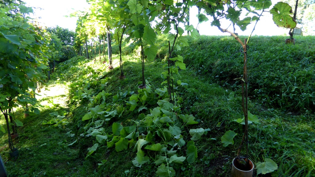 Die Triebe werden nochmals gekürzt