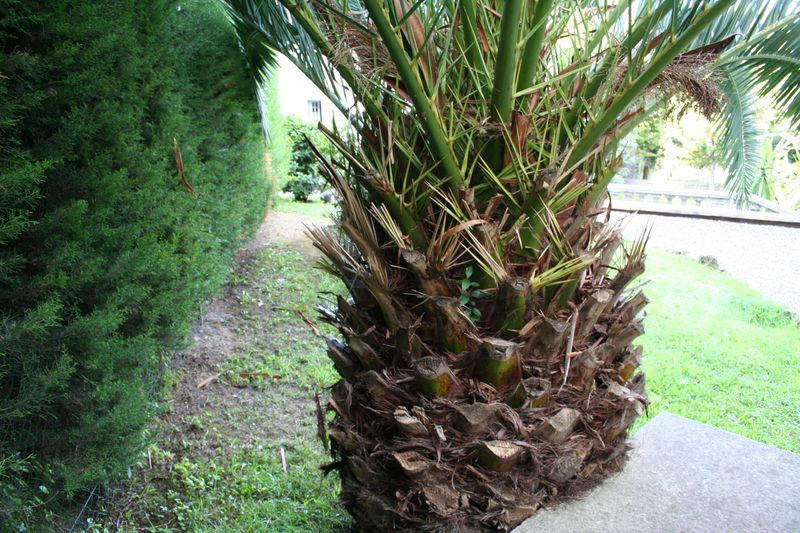 Vue du stipe du palmier avant la taille