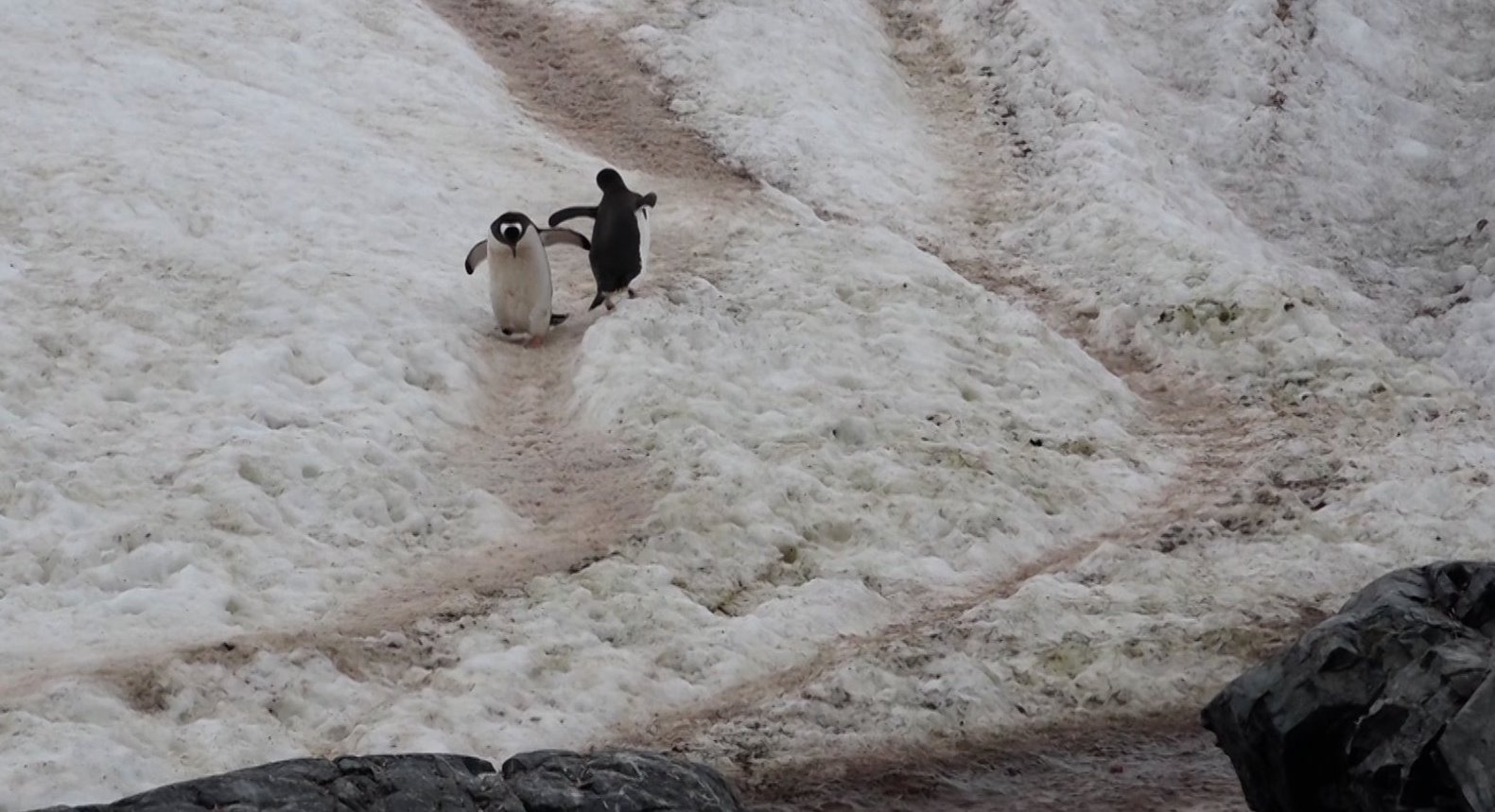 Ausweichmanöver geglückt !
