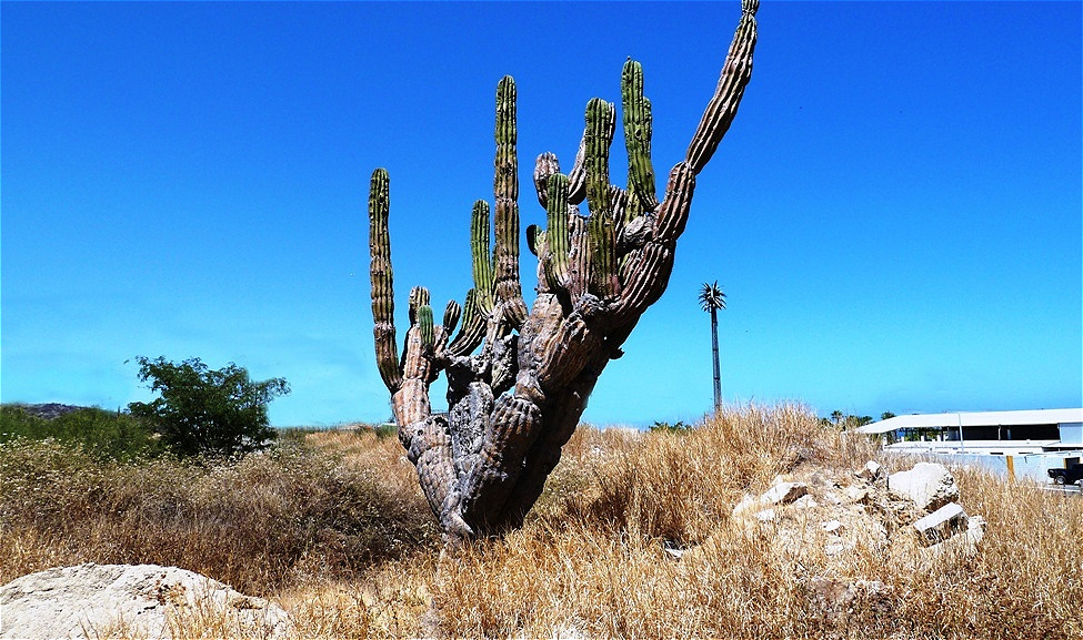 Alter Säulenkaktus
Sein Alter wird auf über 100 Jahre geschätzt.