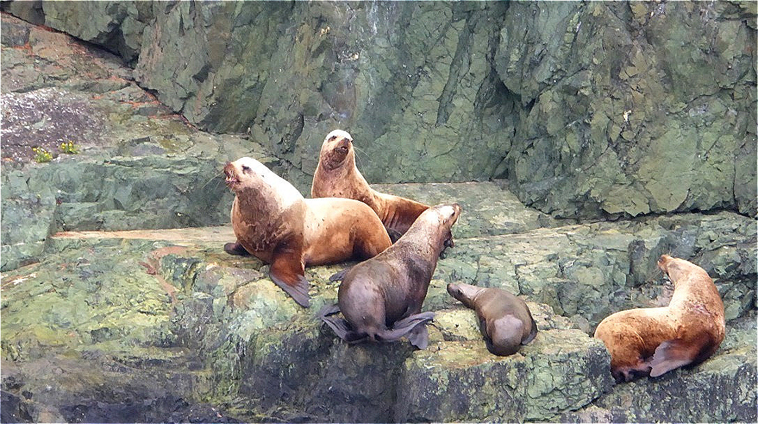 Ganz oben thront der Bulle mit seinen Lieblingsweibchen !