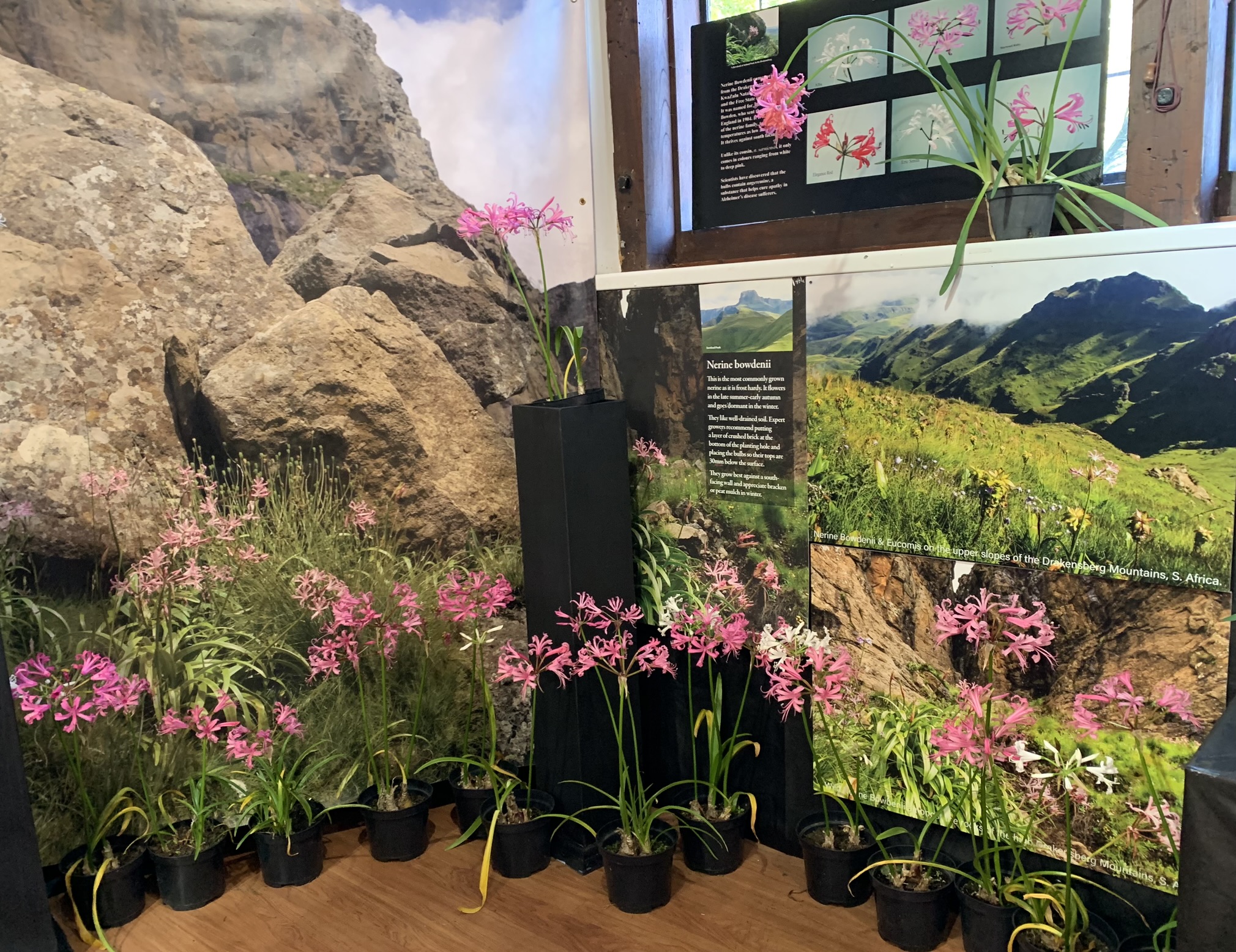 Examples of plants and information about Nerine Bowdenii are also on display.