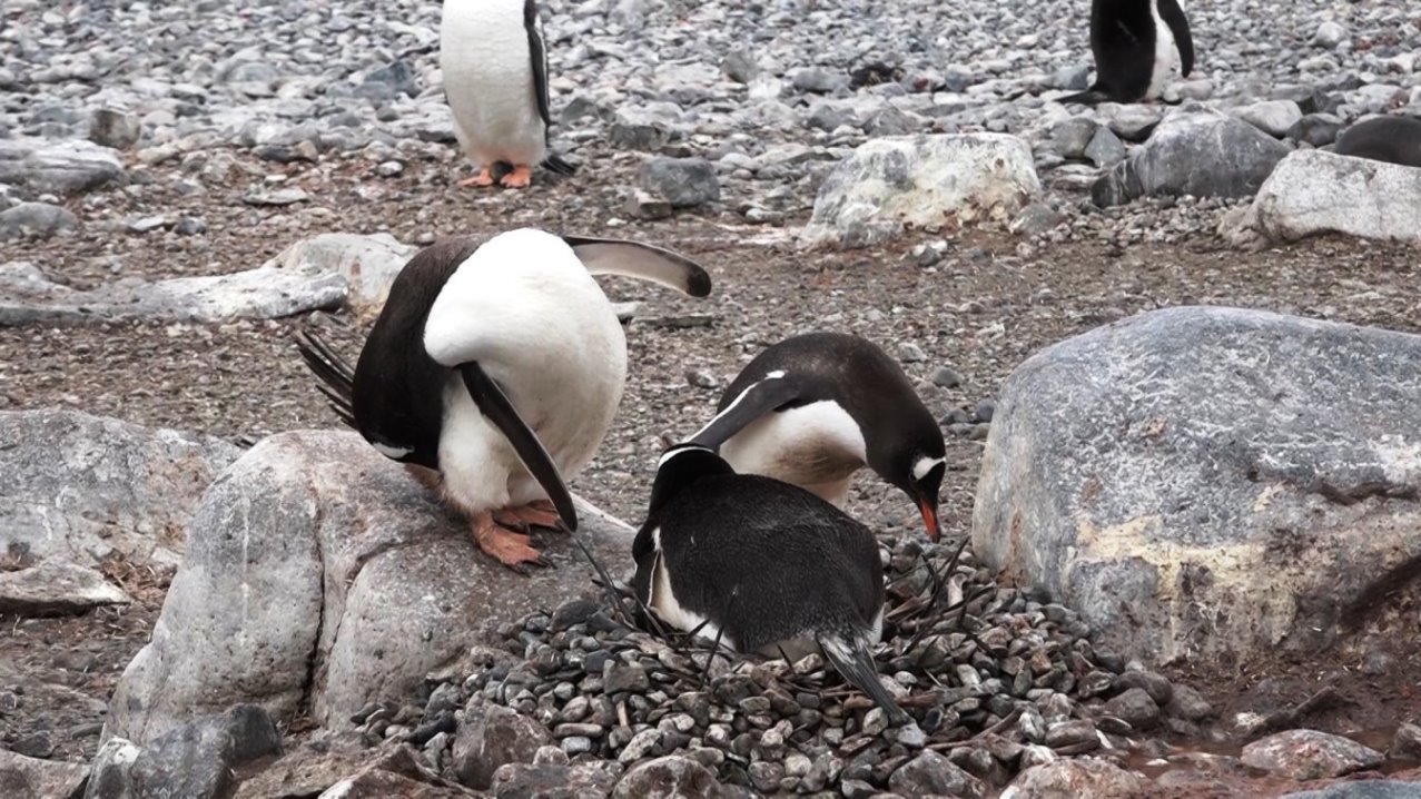 Weiter unten wird noch gebrütet