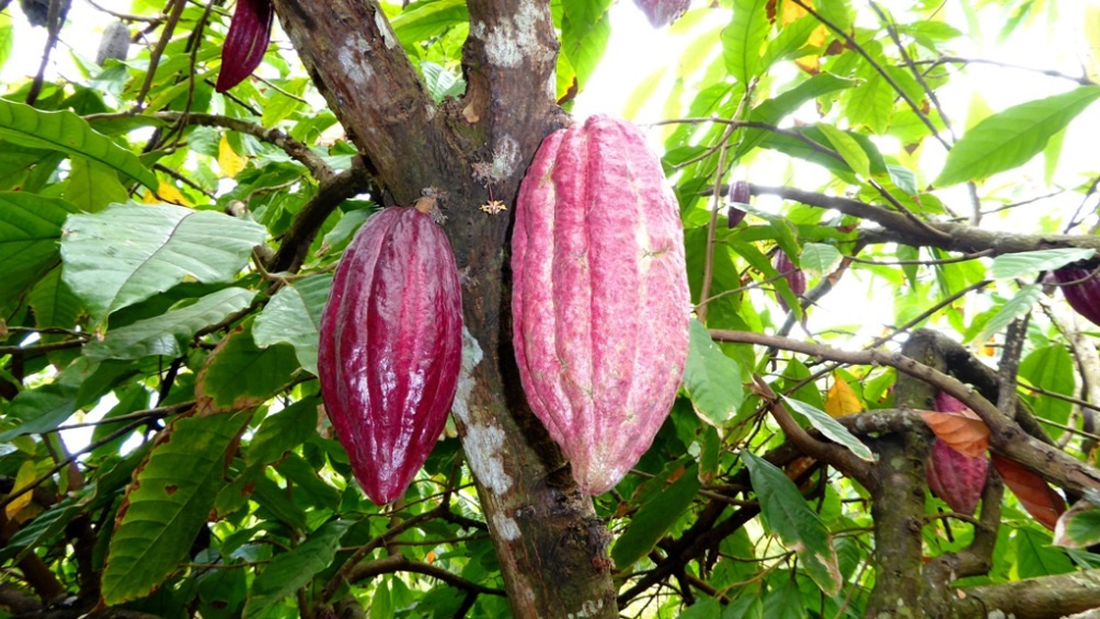 Kakaofrüchte