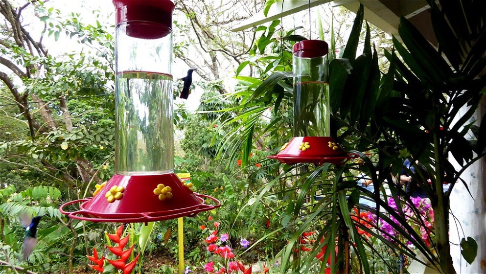 Futterspender mit Zuckerwasser !