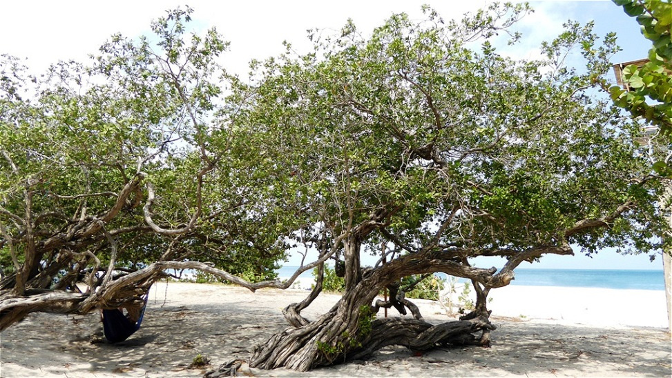 Uralte "Divi-Divi-Bäume"