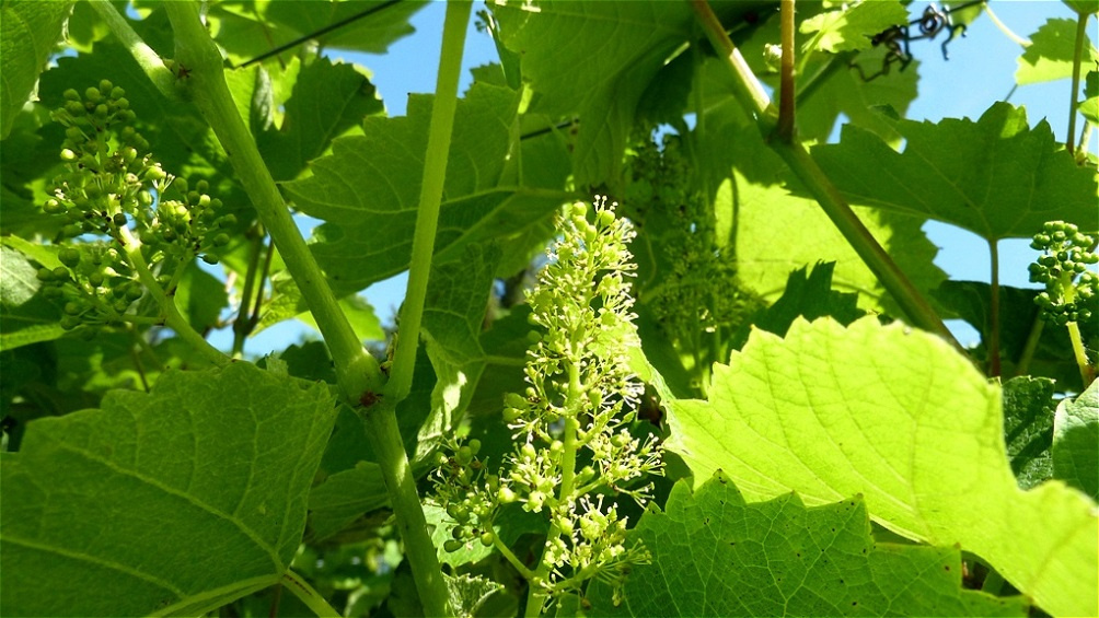 Blühendes "Geschein"