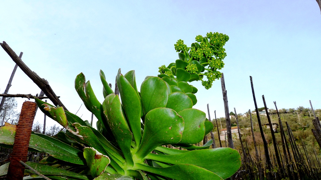 Kurz vor dem Aufblühen