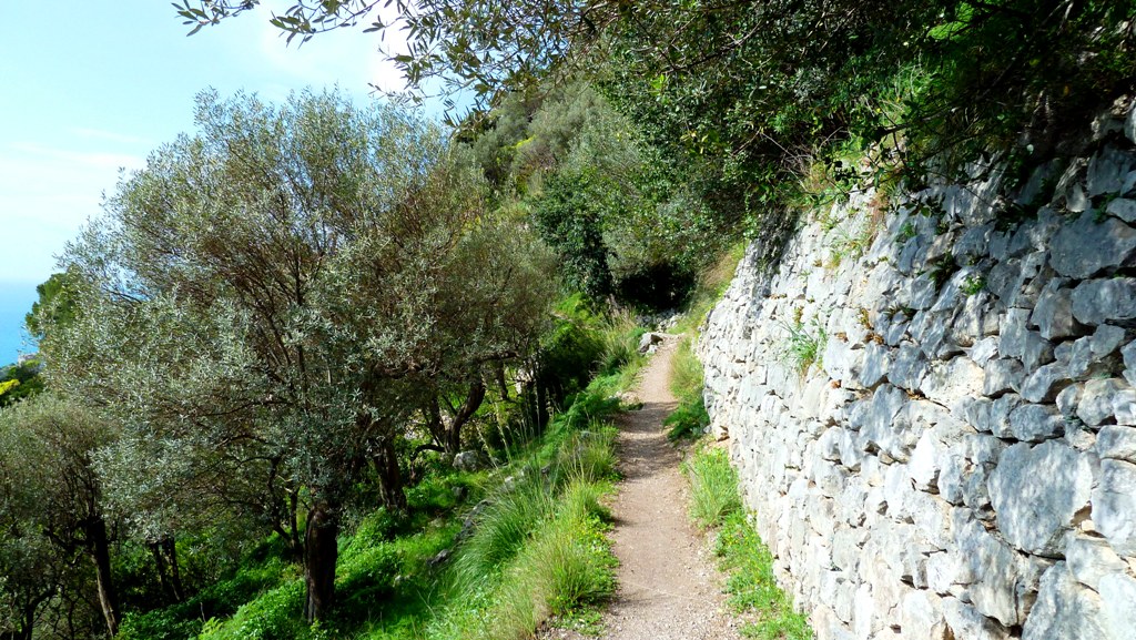 Olivenbäume säumen unseren Weg