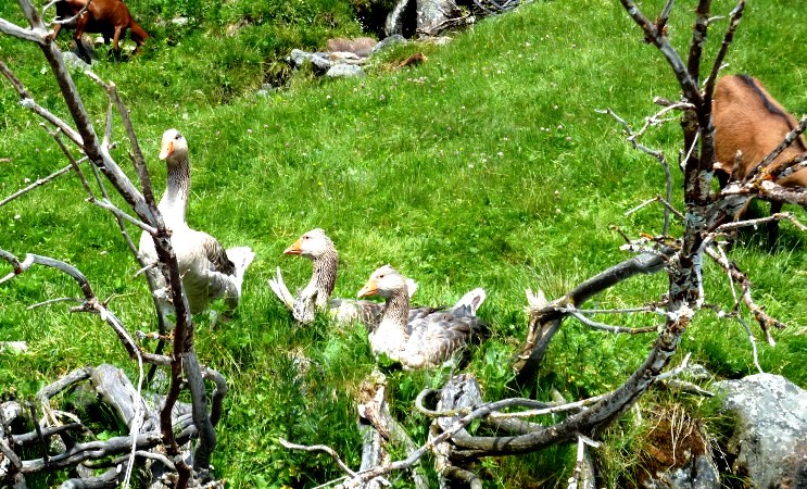 Gänse und Ziegen