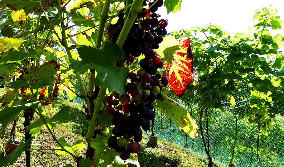 Die Zweigelttrauben färben um !