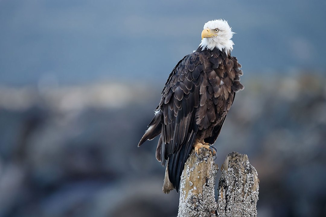 Weißkopfseeadler leicht angetrocknet !