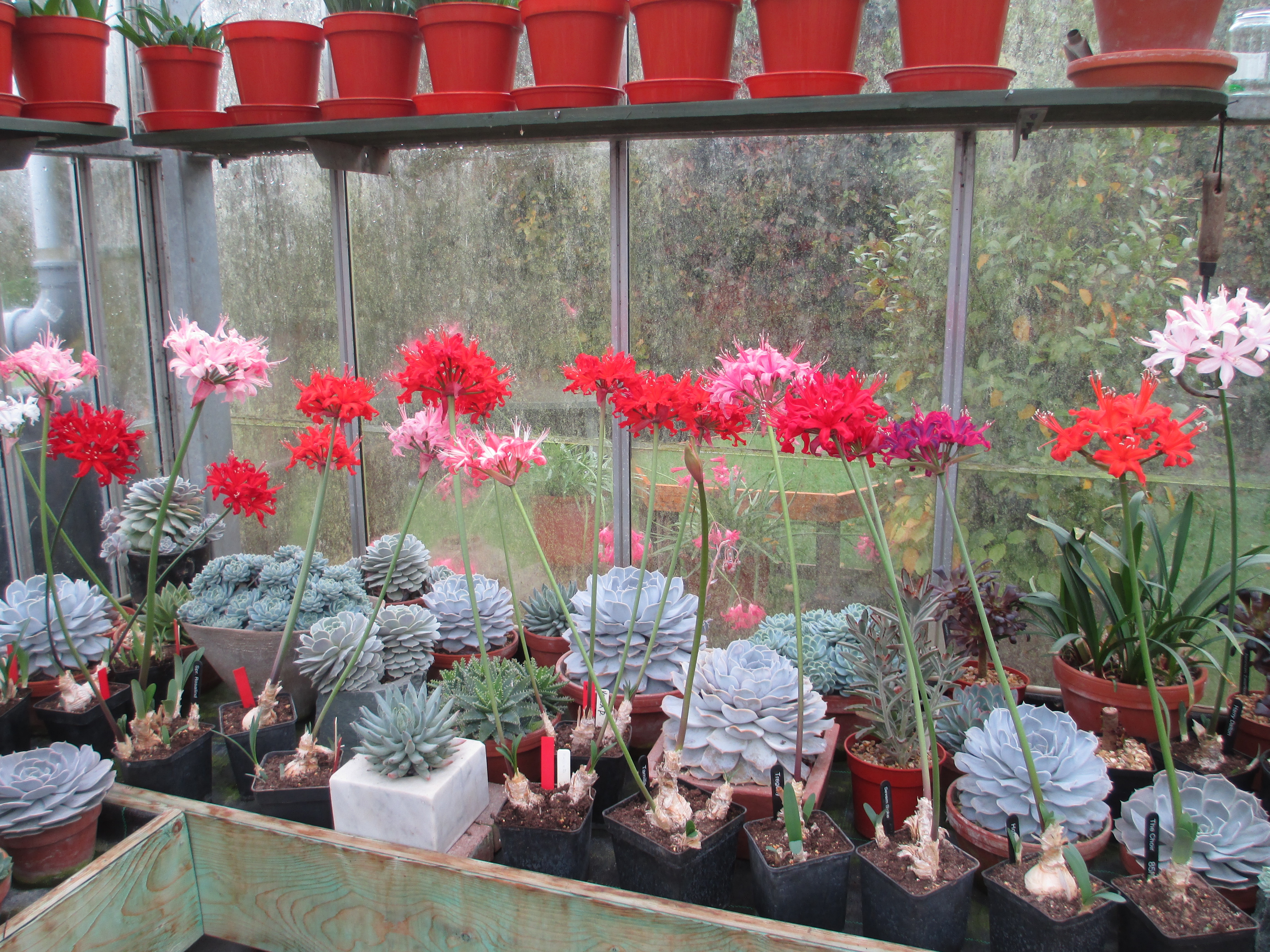 A carefully arranged display in a corner of the glasshouse.