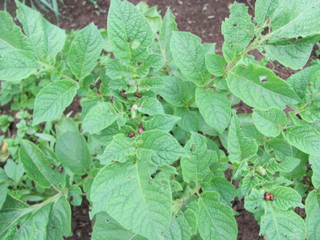 "Hilfe - Kartoffelkäfer"