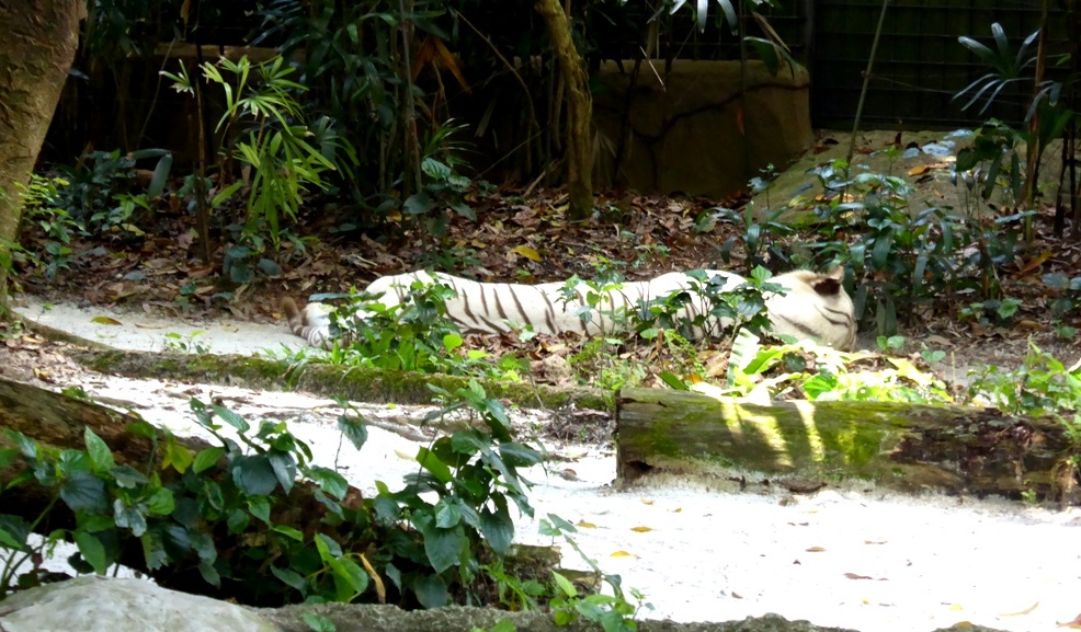 
Leider hält er gerade seinen Mittagsschlaf !
