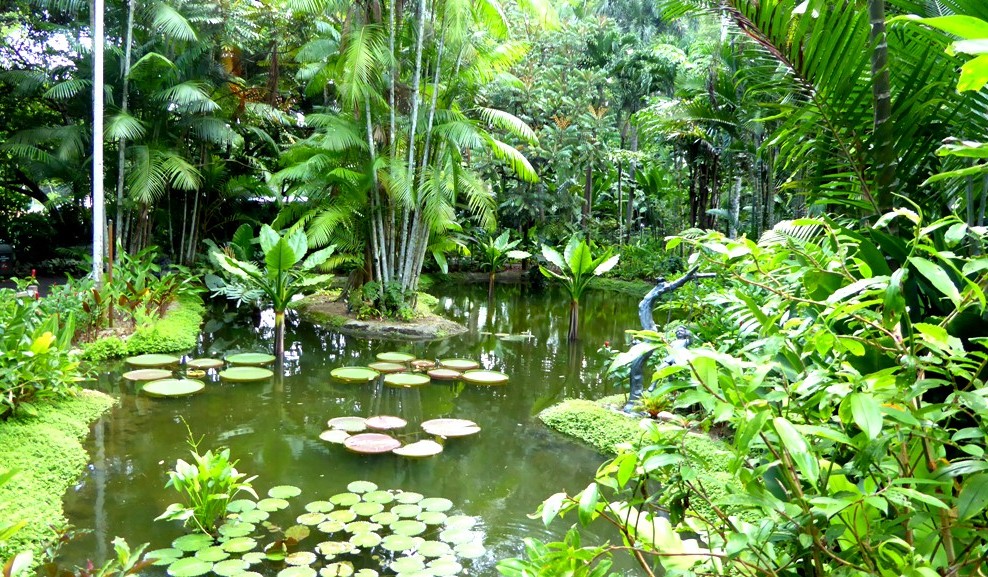 Tropischer Regenwald